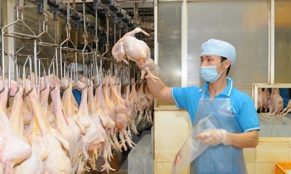 Giá thịt gà và lợn hơi giảm nhẹ duy trì ở mức có lợi cho người nuôi